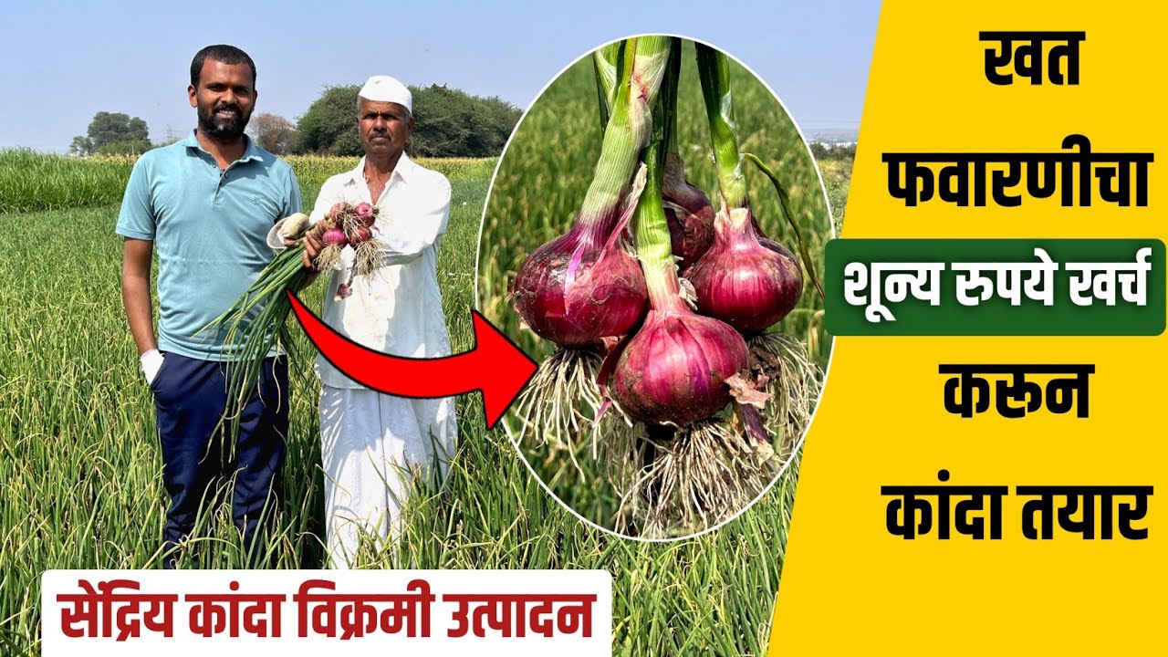 खर्च कमी करून उत्पादन जास्त सेंद्रिय कांदा शेती | Kanda pik sendriya sheti 