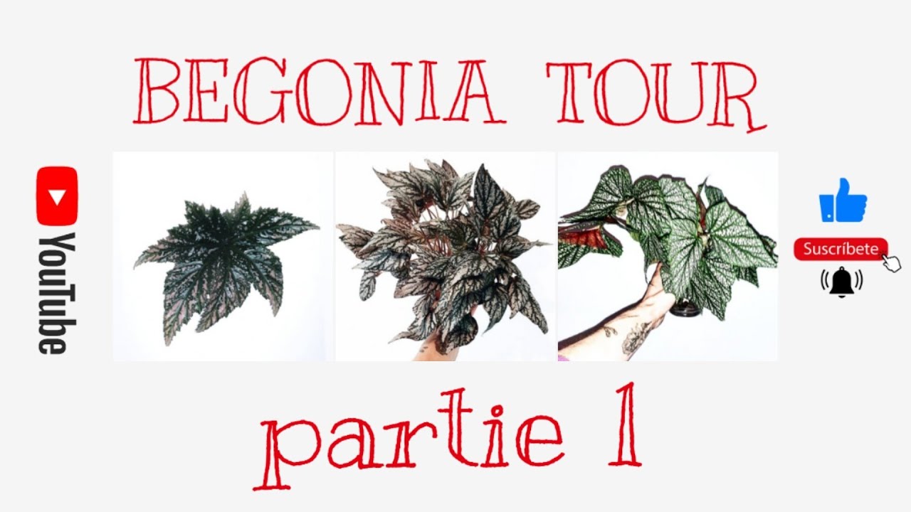 BEGONIA TOUR ! plante tour, je vous montre ma collection