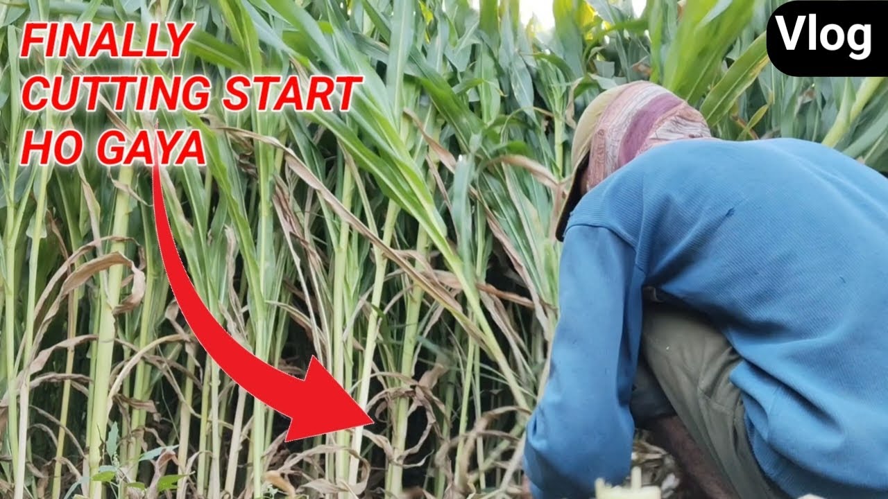 Finally cutting start kardi apani fasal ki 🥰 || deyli vlog||