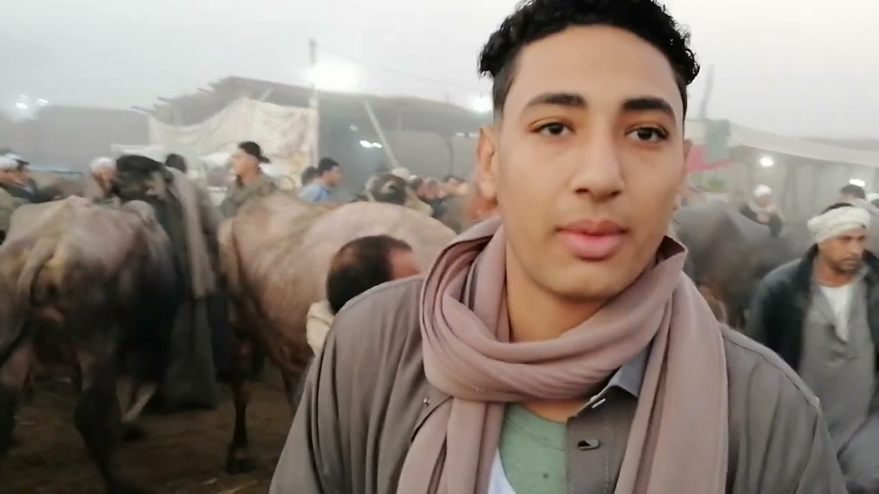 بتاريخ اليوم اسعار الجاموس الوالد من سوق الثلاثاء بالزقازيق بتاريخ ٧ يناير ٢٠٢٥