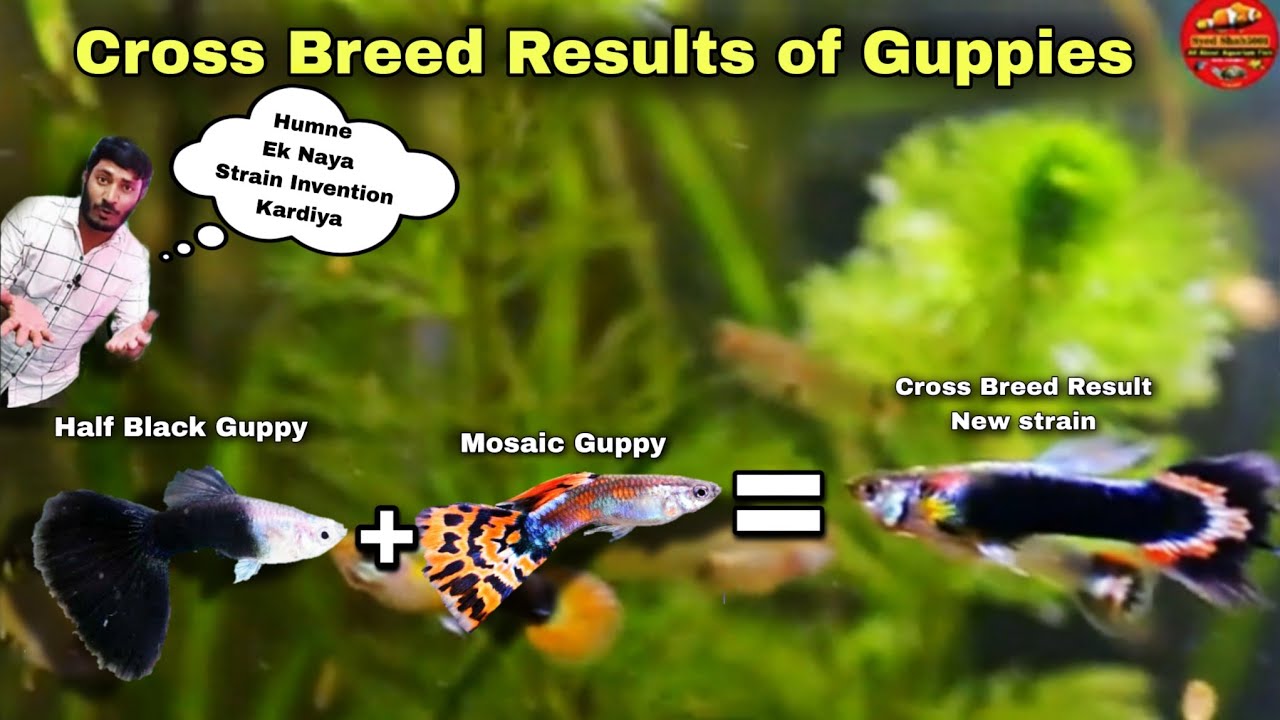 Guppies Cross Breed Results, We Successfully Bring New Strain in Guppies Variety 😃🐠