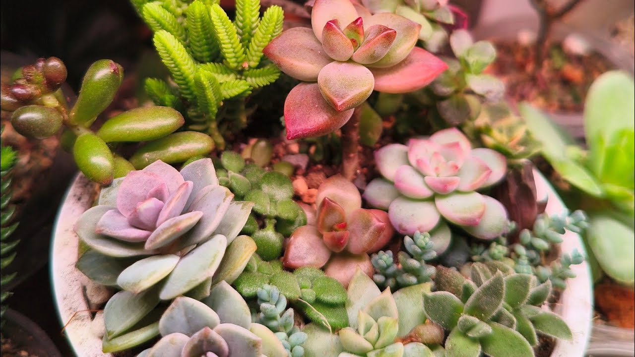 Сажаем садик из суккулентов🌿🌵🌵🌱#комнатныерастения #цветы #plants #сорт #суккуленты #садоводничество 