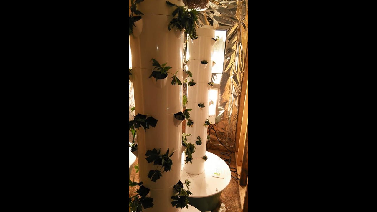 Aeroponic Tower Garden cannabis grow 2016 (Colorado)