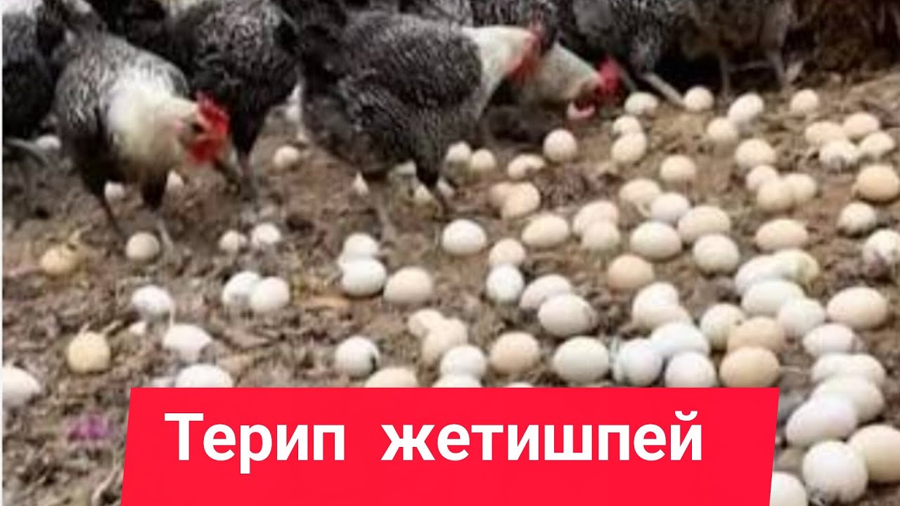 Тоок багуунун жолдору. Кышы-жайы челектеп, тооктун жумурткасын чогулткунуздар келеби?
