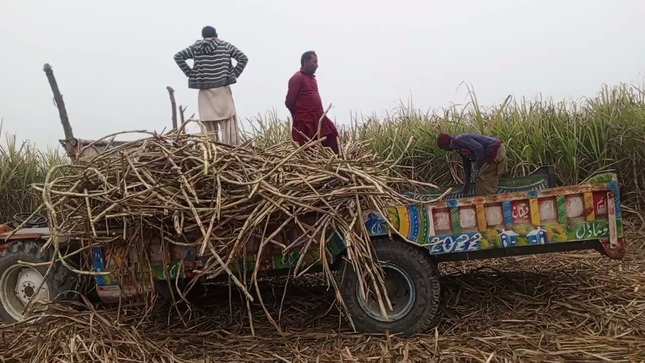 Sugarcane Truck Loading Process – Documentary