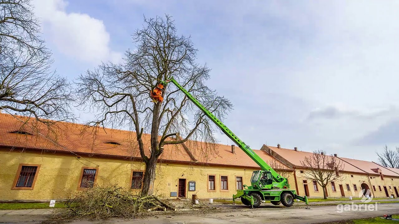 Stavba stromu, aneb strojní kácení