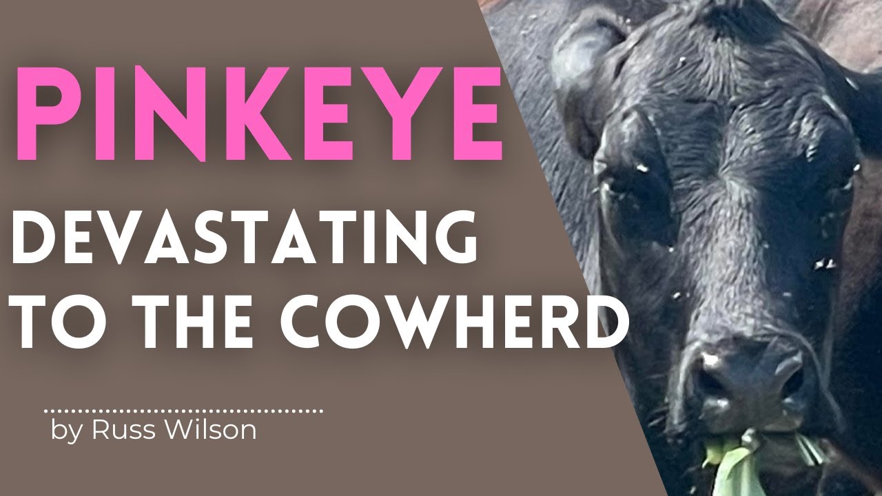 Pinkeye can be Devastating to your herd.