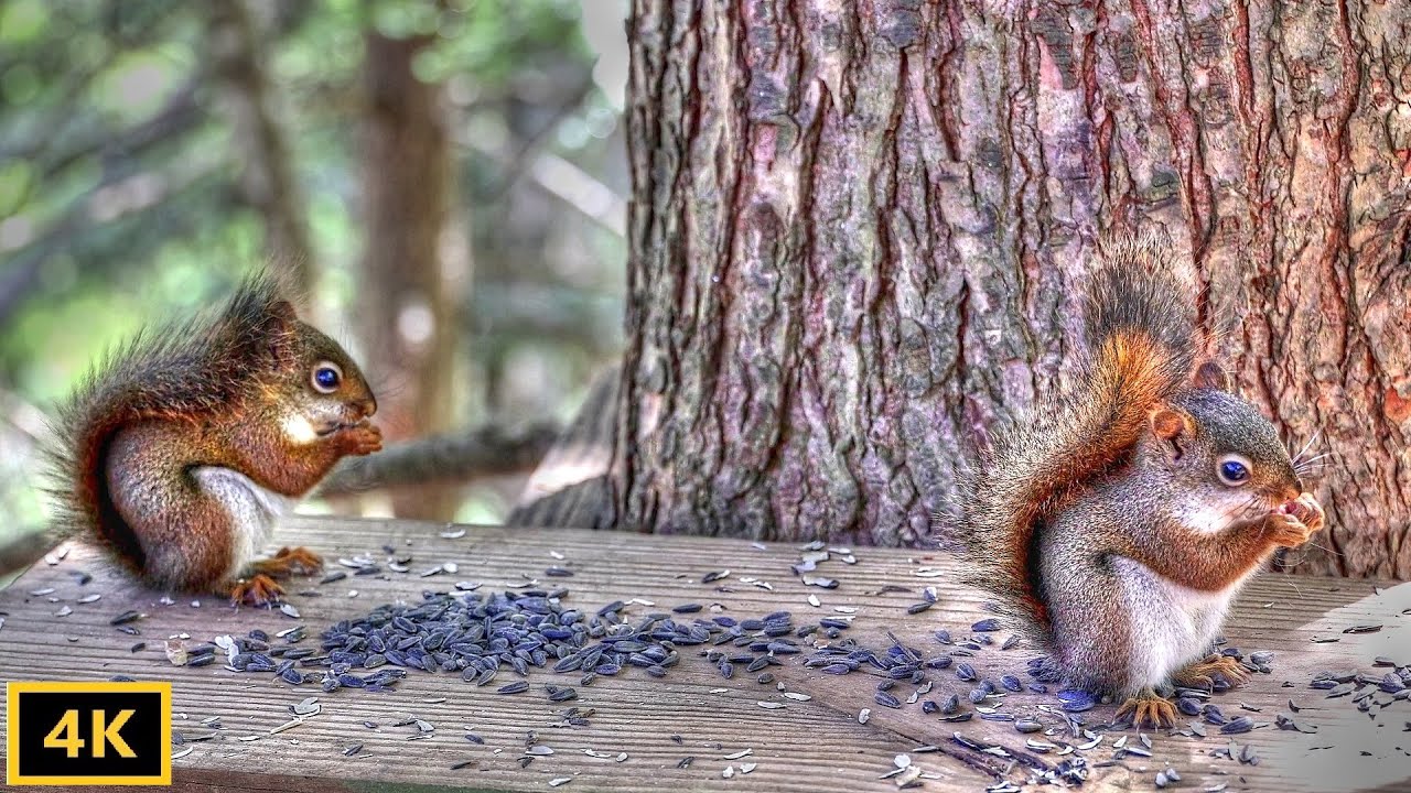 Red Squirrel Kittens Out of the Nest with Bird Songs Bonus