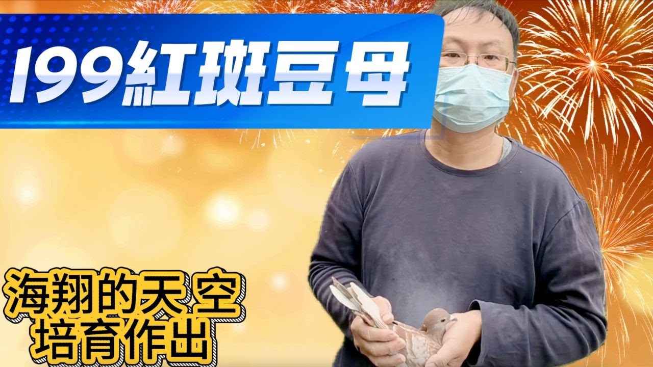 海翔的天空培育賽鴿【編號10】 紅班豆母199(父)大北區黑目4號X草屯27位 (母)2011886543沈飛克4位同父異母修斯肯【分享交流2W】#賽鴿 #賽鴿比賽 #賽鴿交流