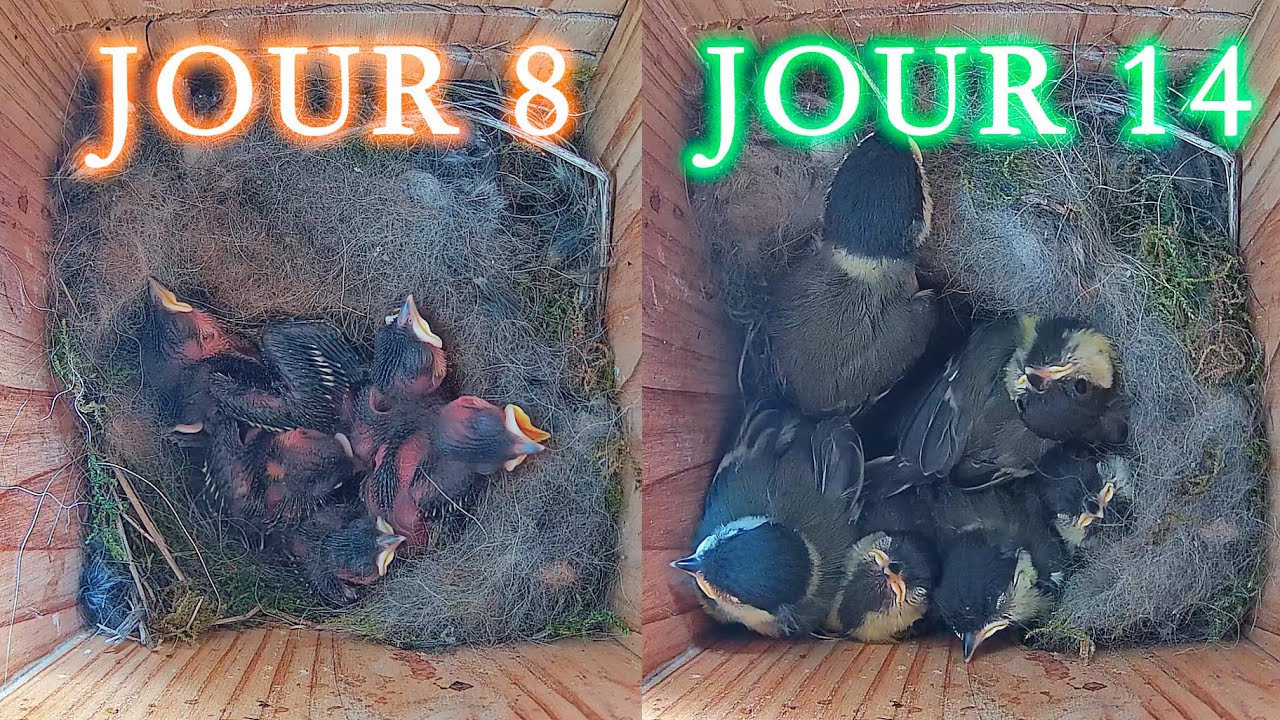 Nichoir 2025 -  les petites Mésanges charbonnières grandissent vite !