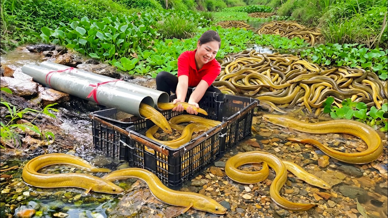 Harvest 1000+ Golden Eels Using Plastic Pipe Traps & Go To Market Sell | 365 Fishing with Hang Free