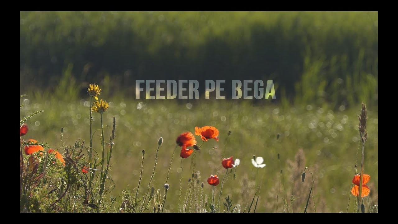 Feeder pe Bega