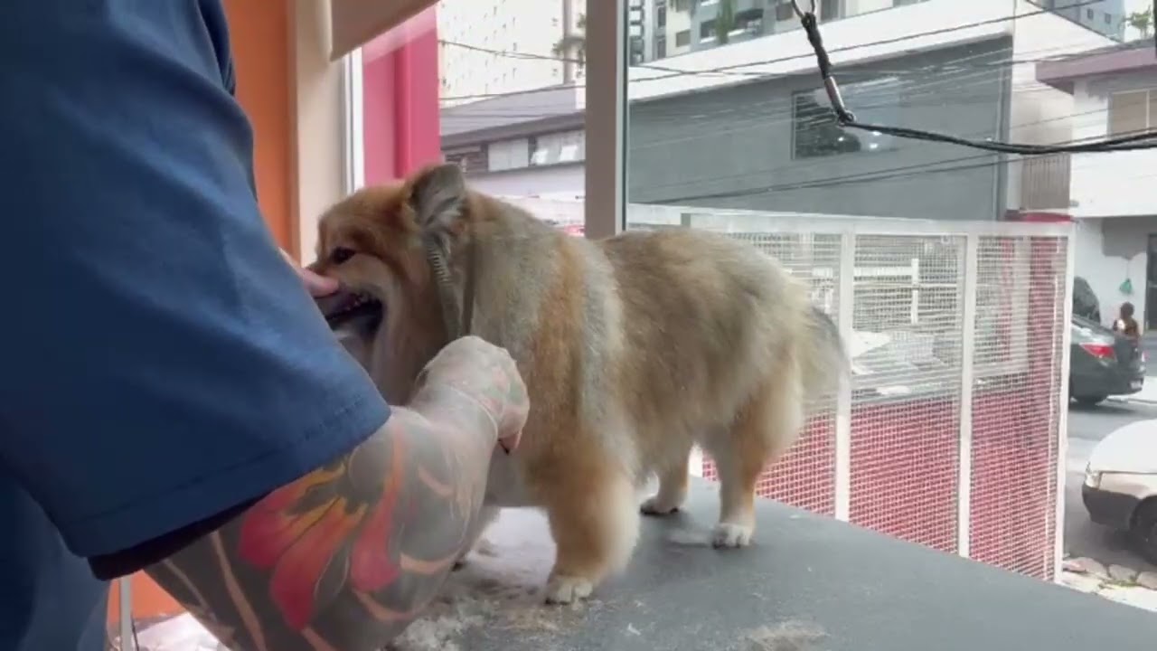 🐾 Antes e Depois da Tosa no Spitz — Resultado Surpreendente!