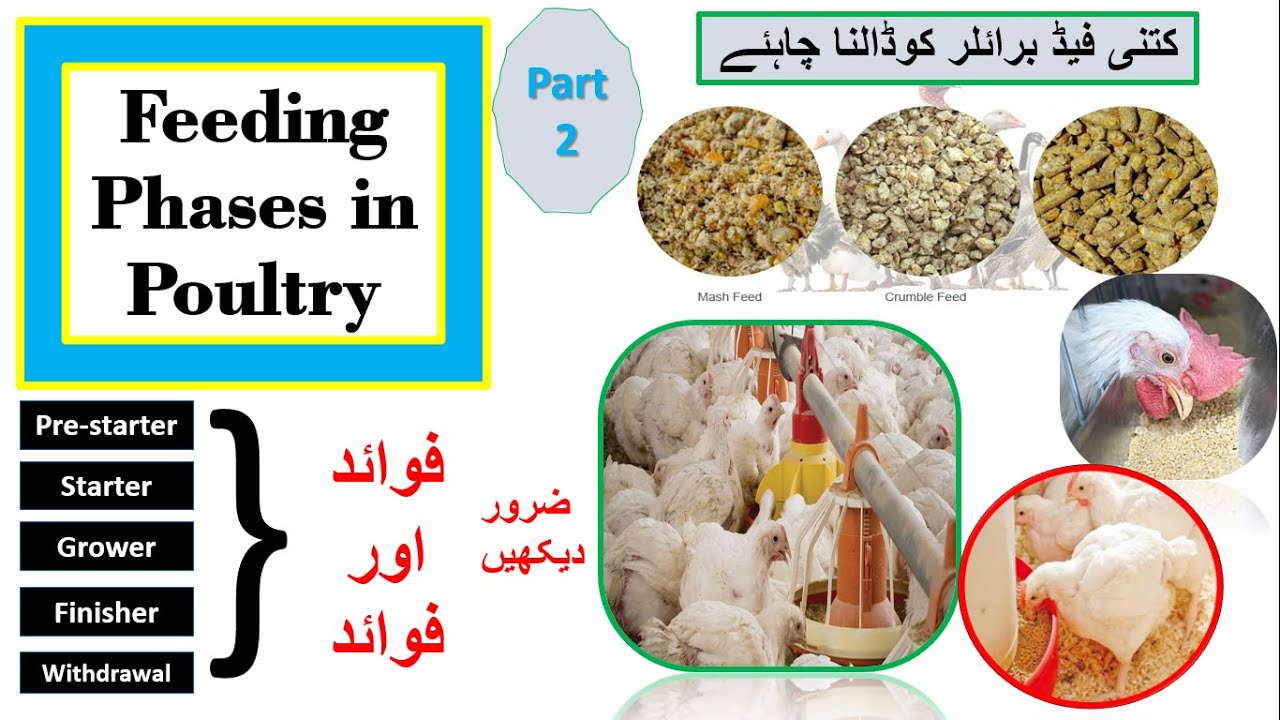 Feeding phases in poultry | feed Management  with feed phases | How feed time effects Growth and FCR
