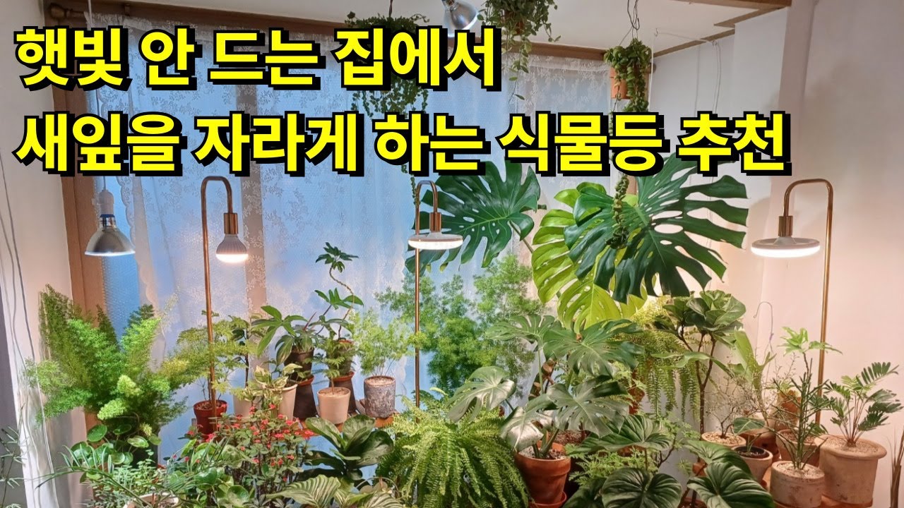 햇빛 안드는 집에서 식물 키우려면 꼭 필요한 식물생장 LED식물등, 식물등 스탠드 추천