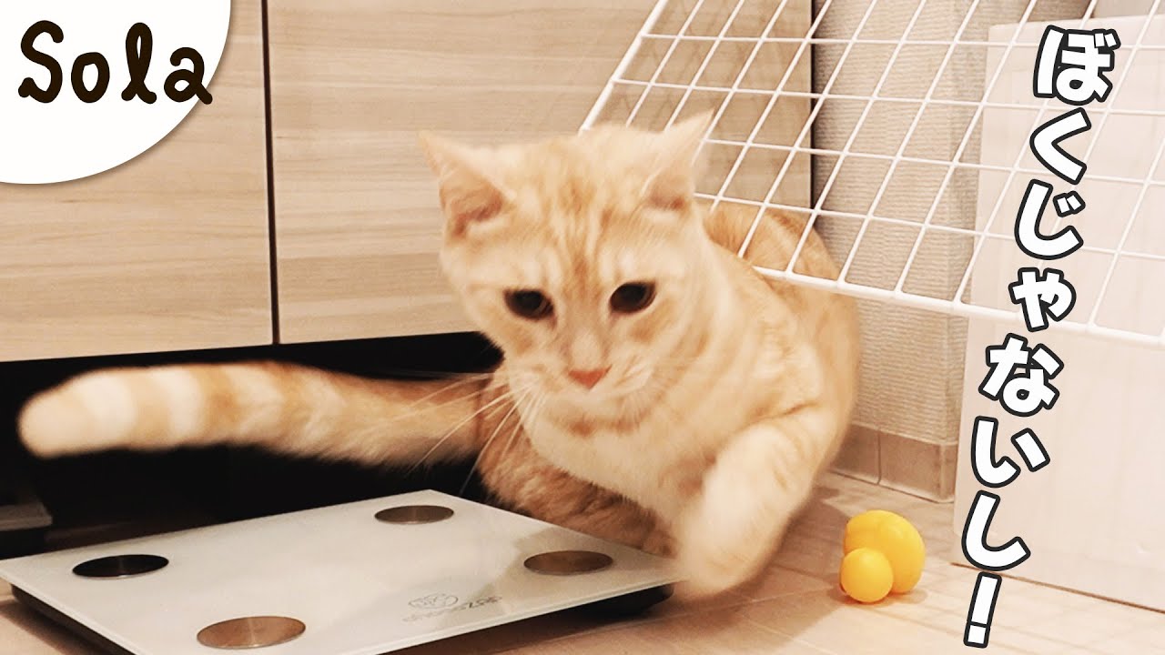 バレるたびに誤魔化す猫😼