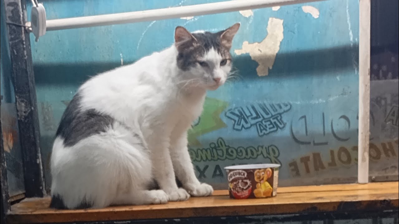 Kucing Santai Menikmati Kamar Majikan 