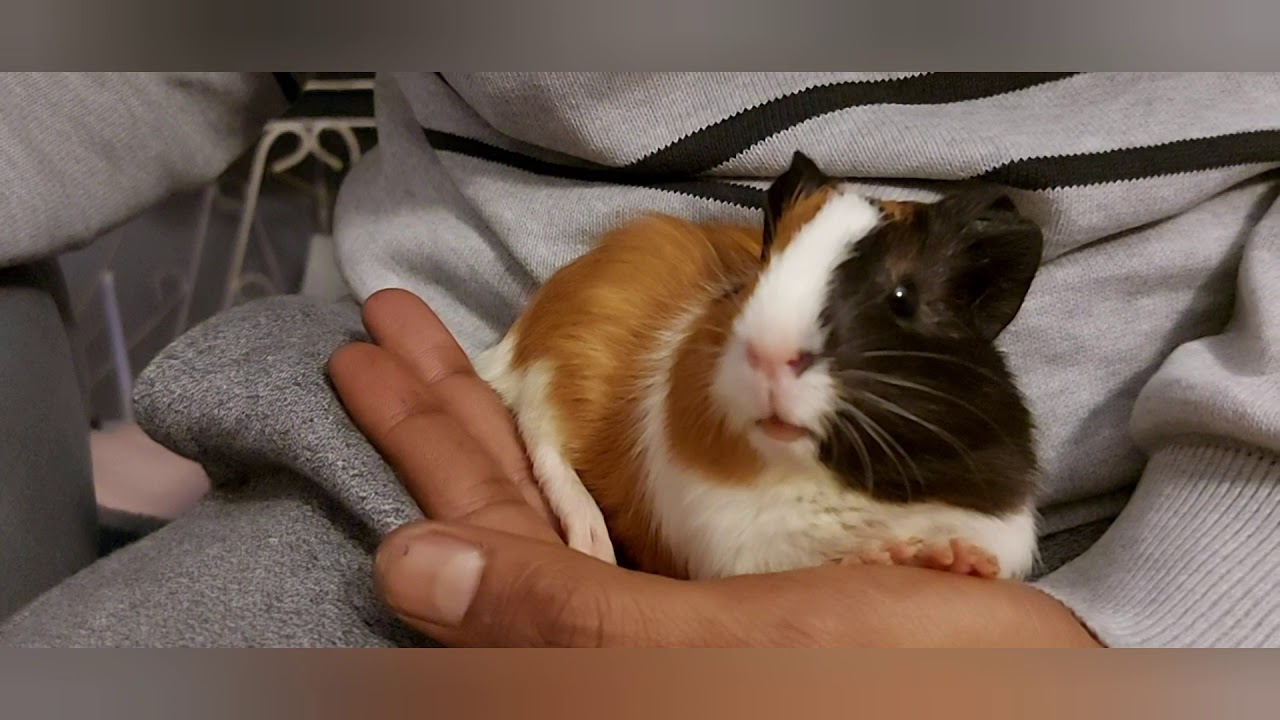 Happy Guinea Pig Wheeking & Squeaking 😃World of Guinea Pig