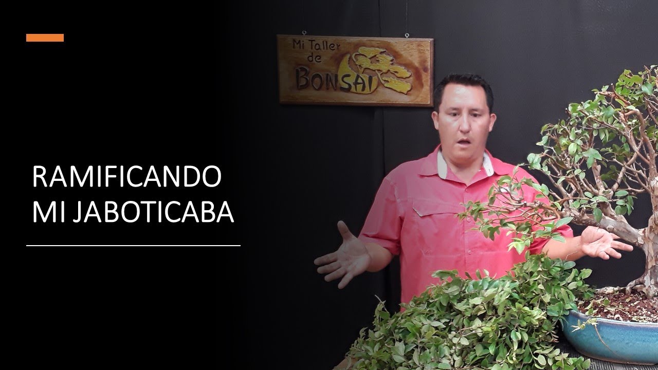 Ramificando mi JABOTICABA