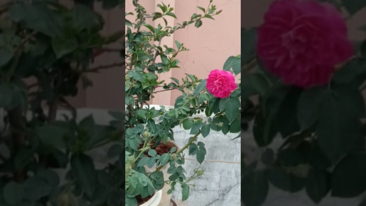 natural flowers beauty 🌺🌺🌺🌺#mychannel