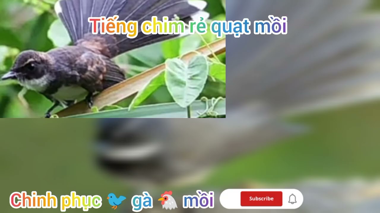 Tiếng chim rẻ quạt gọi mồi mp4 ສຽງ​ນົກ​ຮູບ​ຮ່າງ​ພັດ​ຮ້ອງ​ຜູ້​ຖືກ​ລ້າ, ເປີດ​ລໍາ​ໂພງ​ແລະ​ມັນ​ຈະ​ມາ 