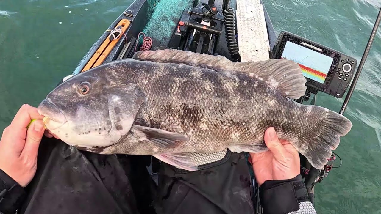 Big Blackfish on a Short Trip! Multiple Bigs
