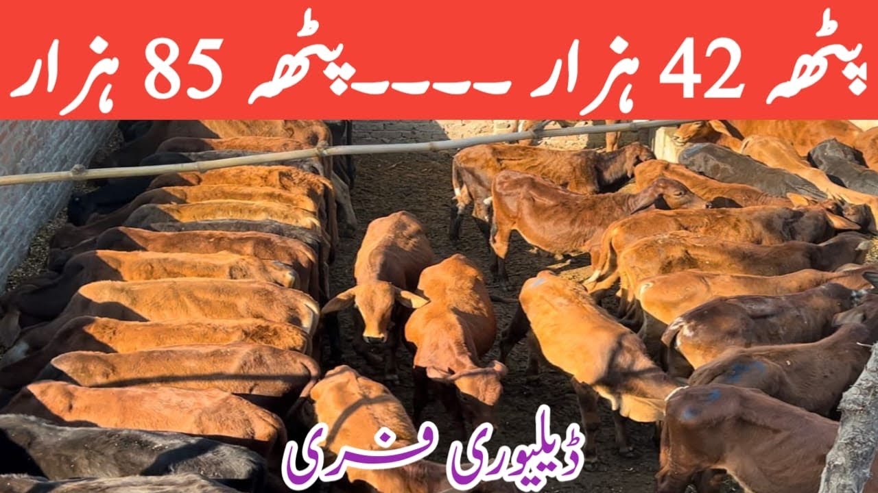 Low investment Business Bachra Farm || Small Business Ideas in Pakistan | Sahiwal Calf Tips