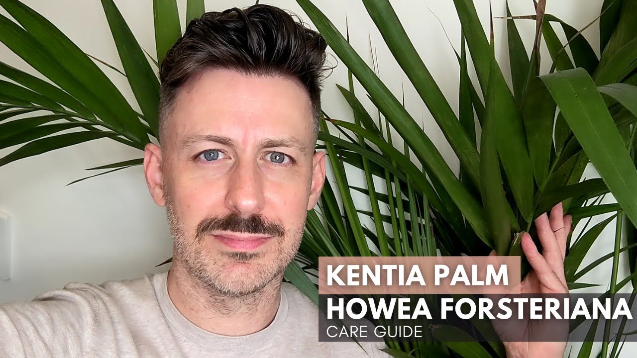 Кентия пальма (Howea forsteriana) — руководство по уходу и советы по выращиванию