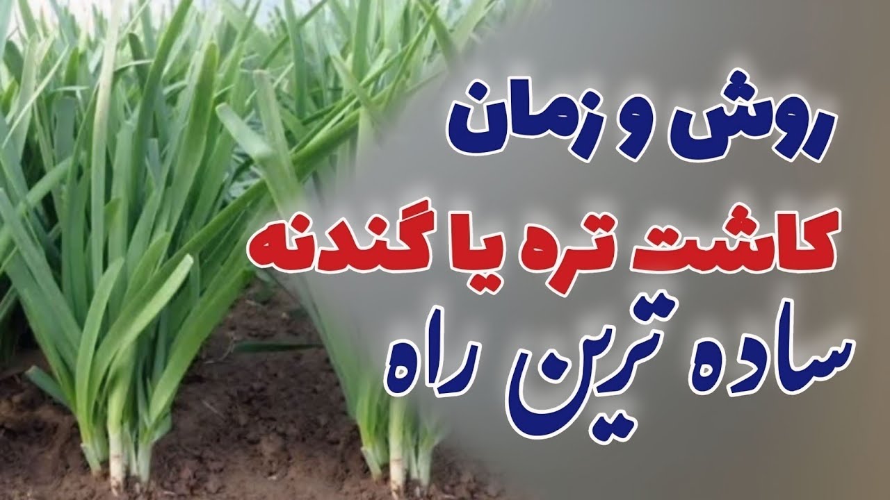 تره یا گندنه را چه وقت و چگونه بکاریم؟ | روش کاشت گندنه | how to plant leek successfully