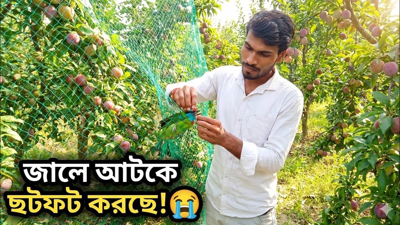 আজ একটি প্রাণ বাঁচালাম! 🐦মানবিকতার এক অনন্য দৃশ্য। 