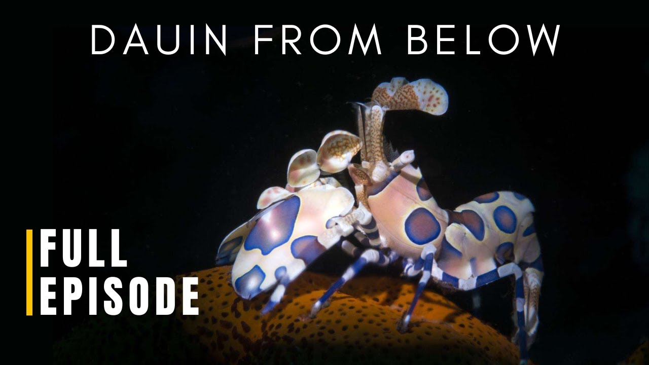 SCUBA DIVING DUMAGUETE During Octopus Season