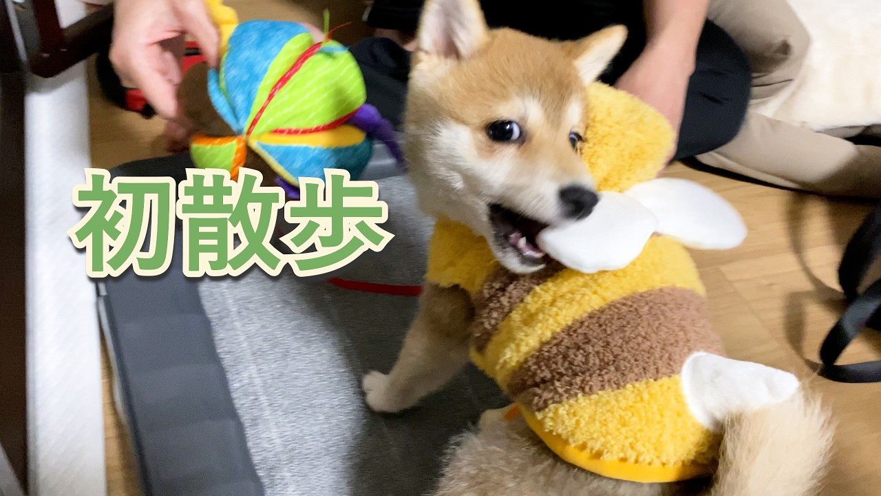 [豆柴] 生後5ヶ月 初めての抱っこ散歩