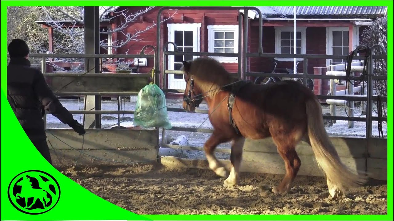 Warum Gelassenheitstraining fürs Reiten oft nichts bringt ( Teil 1/2 )