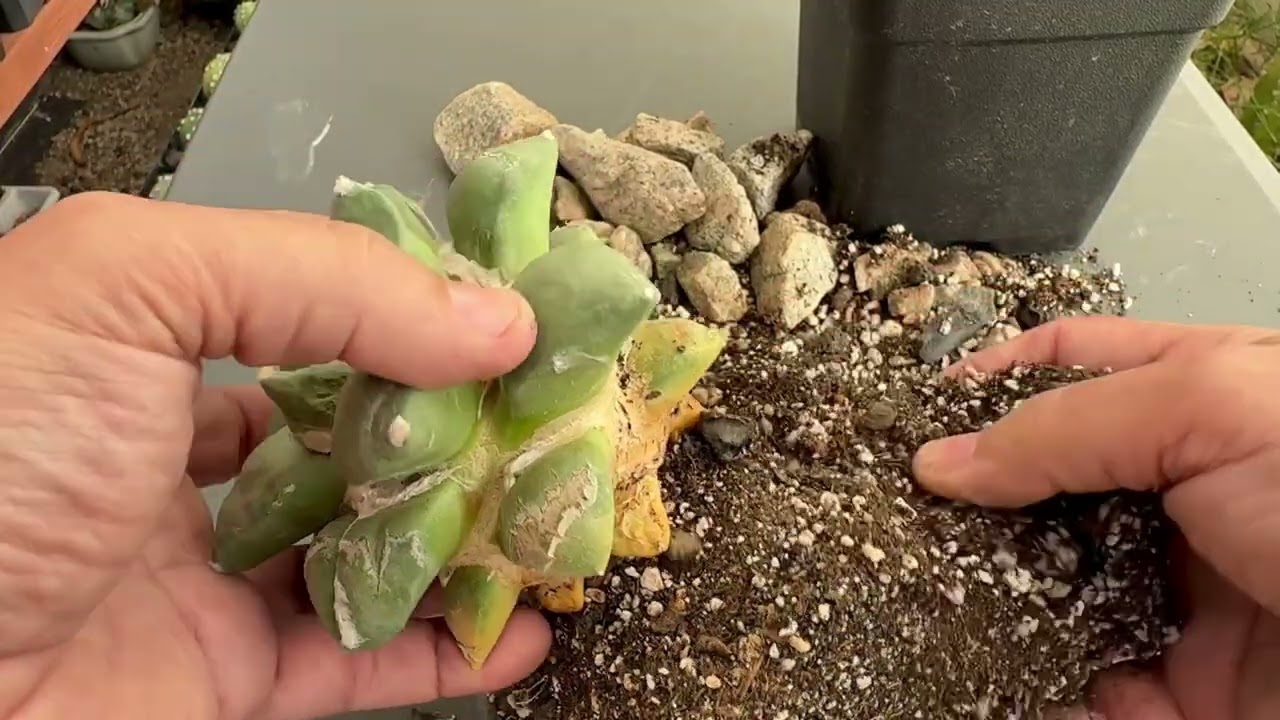 Ariocarpus injertado en grusonii pequeño se funcionó en una sola planta. A un año de su transplante.