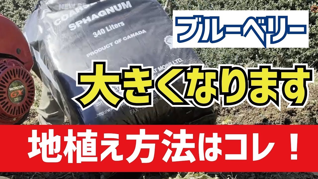 ブルーベリー栽培　地植えのやり方を実践説します。庭や畑に植え付ける時は土作りが肝です。