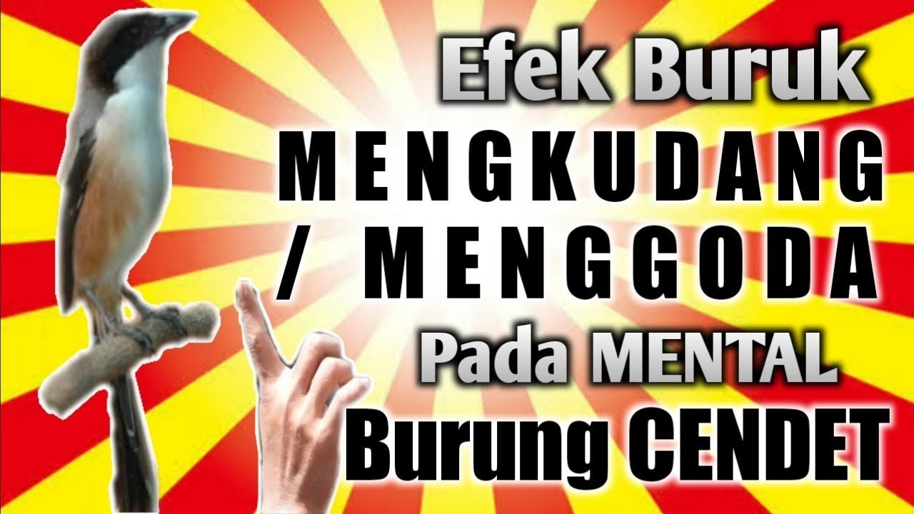 AWAS! JANGAN MENGKUDANG/MENGGODA CENDET ANDA, ADA EFEKNYA