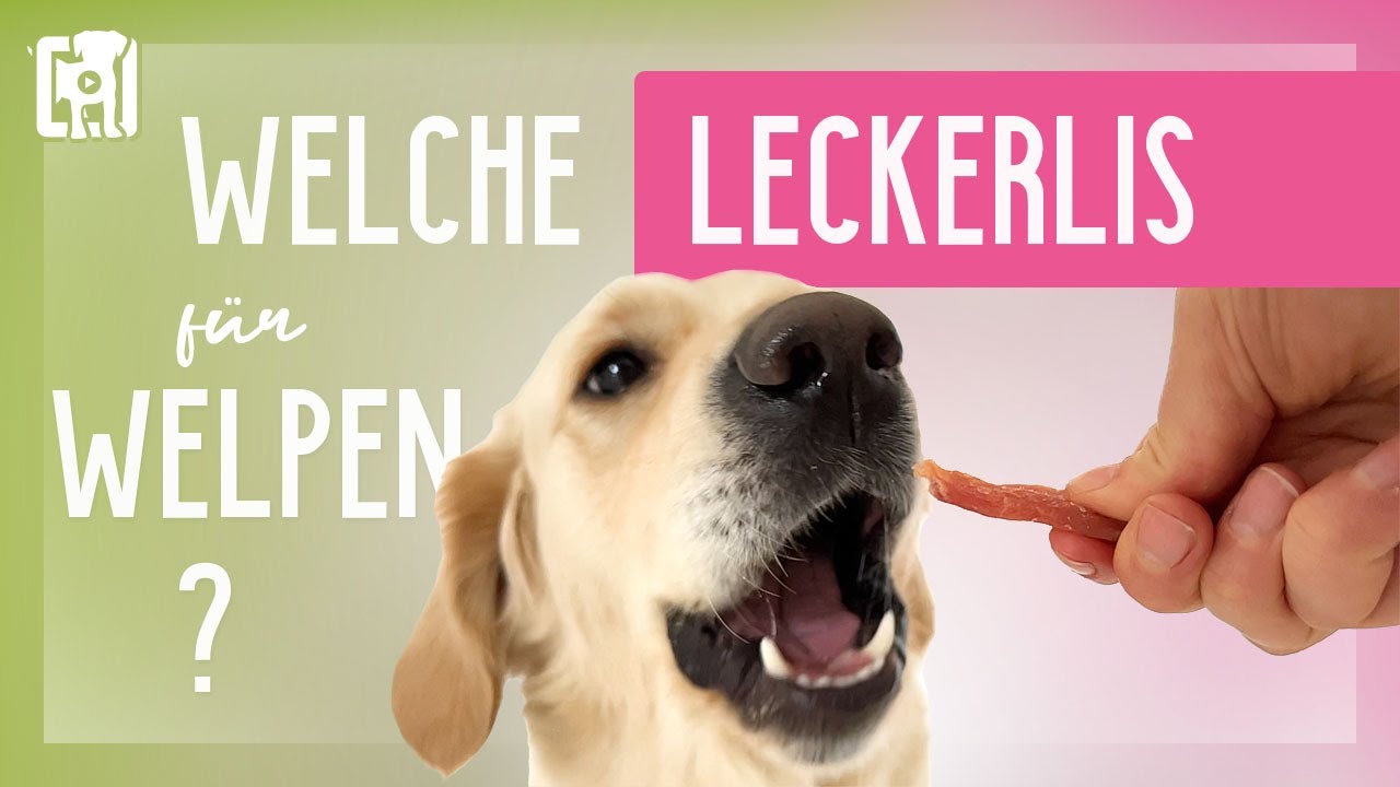 Welche Leckerlis für Welpen sind die besten? [Art, Größe, Tipps & Tricks!]