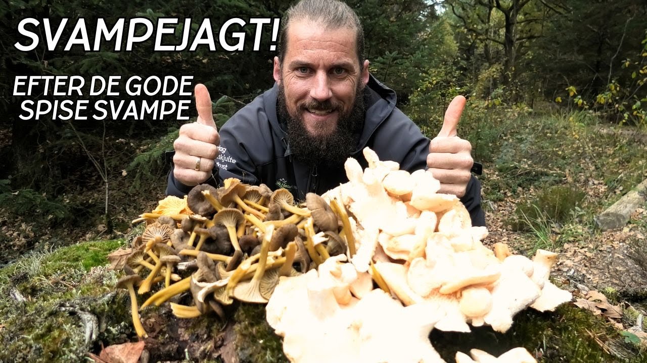 PÅ JAGT EFTER SPISELIGE SVAMPE // NATURNØRD 698