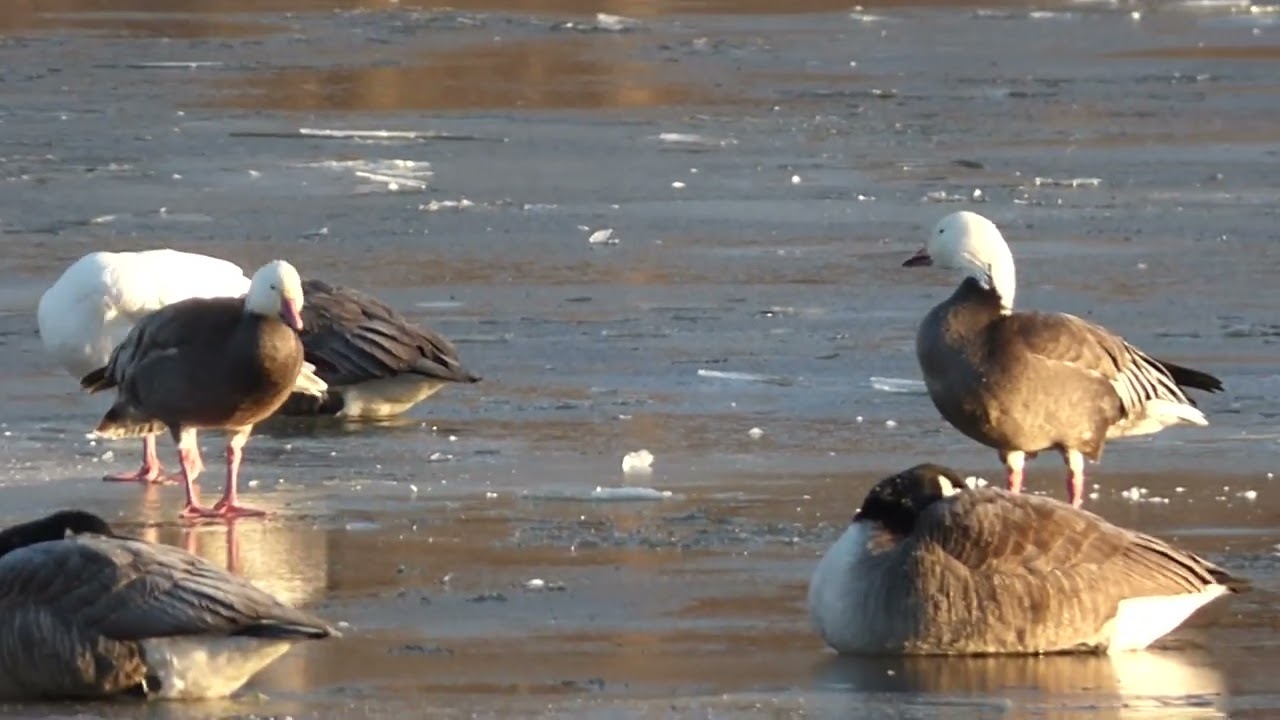 Snow Goose Part 2