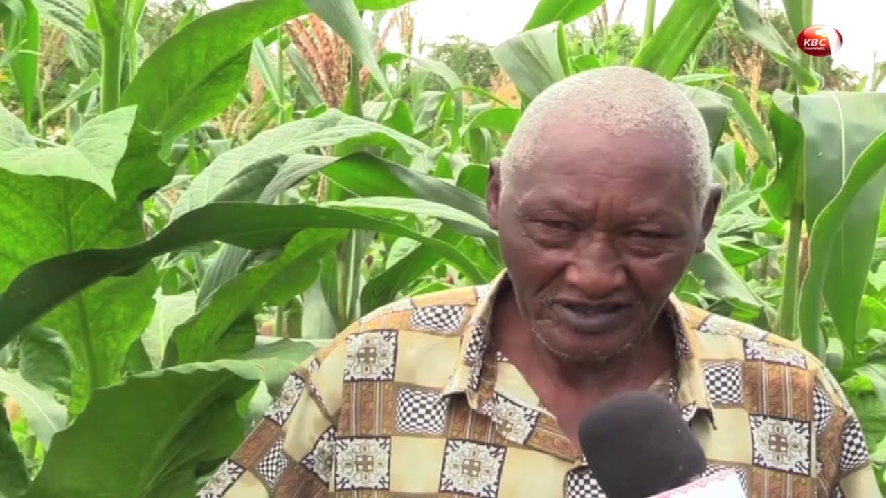 Farmer in Murang’a reaping profits from increased demand for unprocessed tobacco