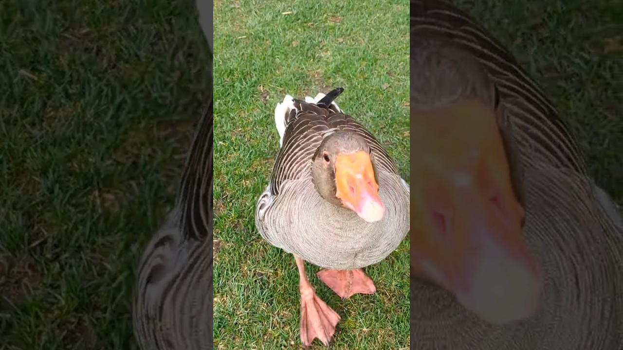 Pet Geese Waiting For Baby Geese 🪿 #birds #goose #shorts
