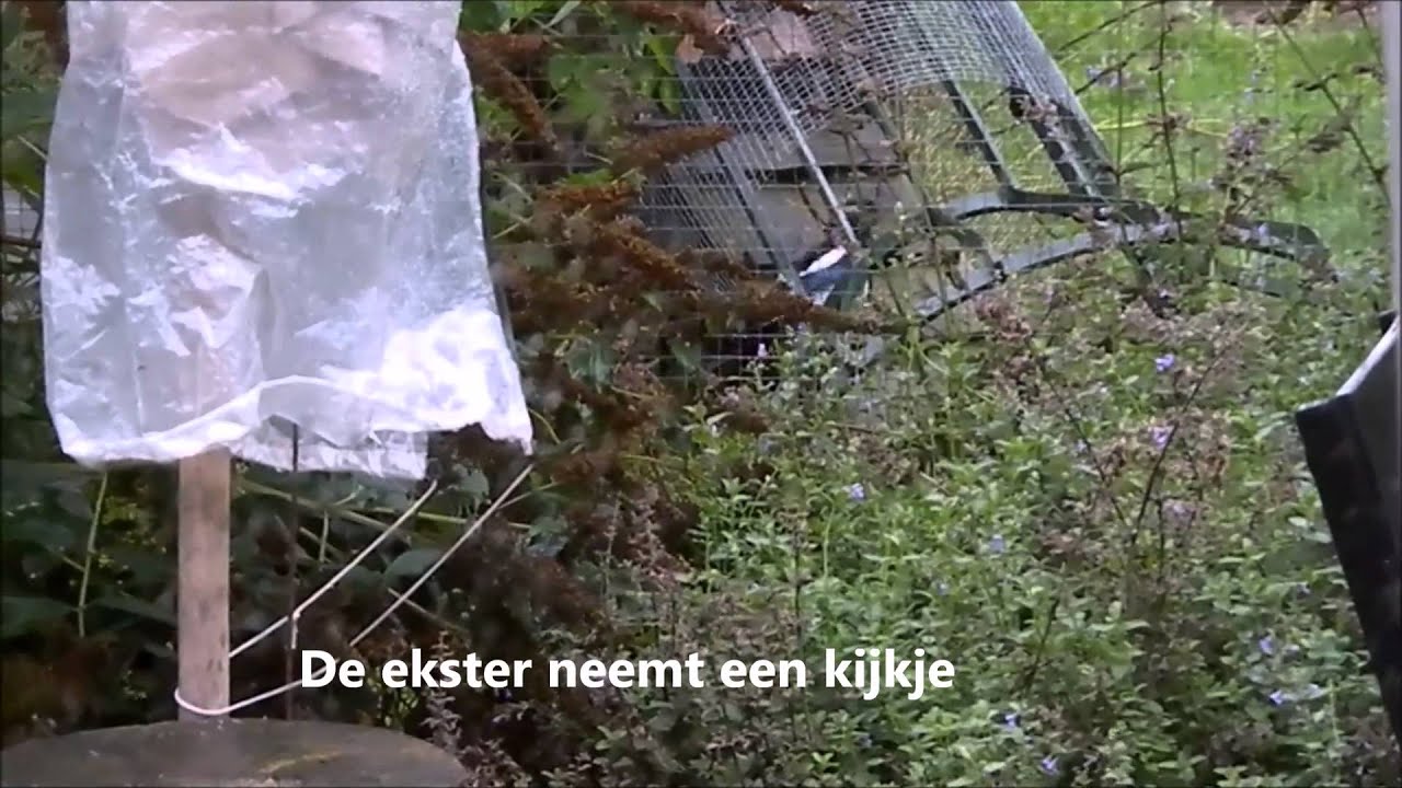 als een ekster je eieren pikt