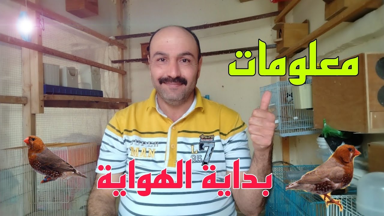 كيف ابدي بتربية طيور الزيبرا 🐦‍⬛ وتطوير الانتاج