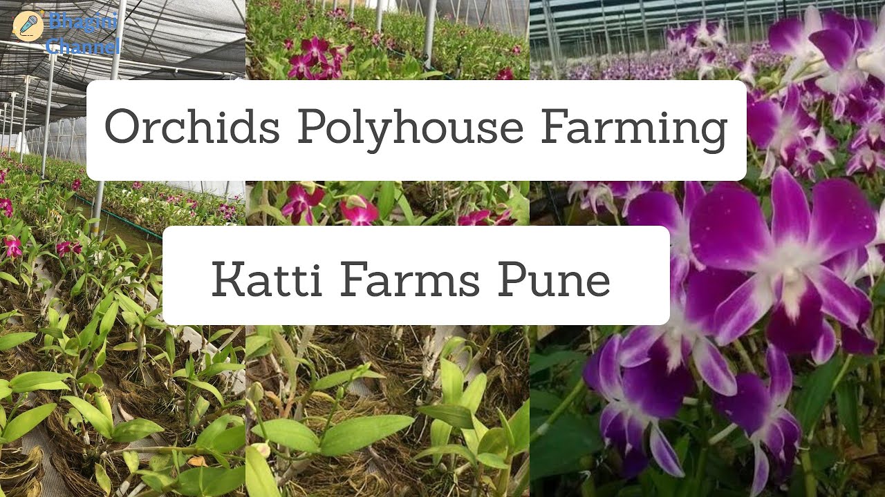 Inspirational Orchid Farming of Pune | PolyHouse Orchid Farming | Govt Project Orchid Farming