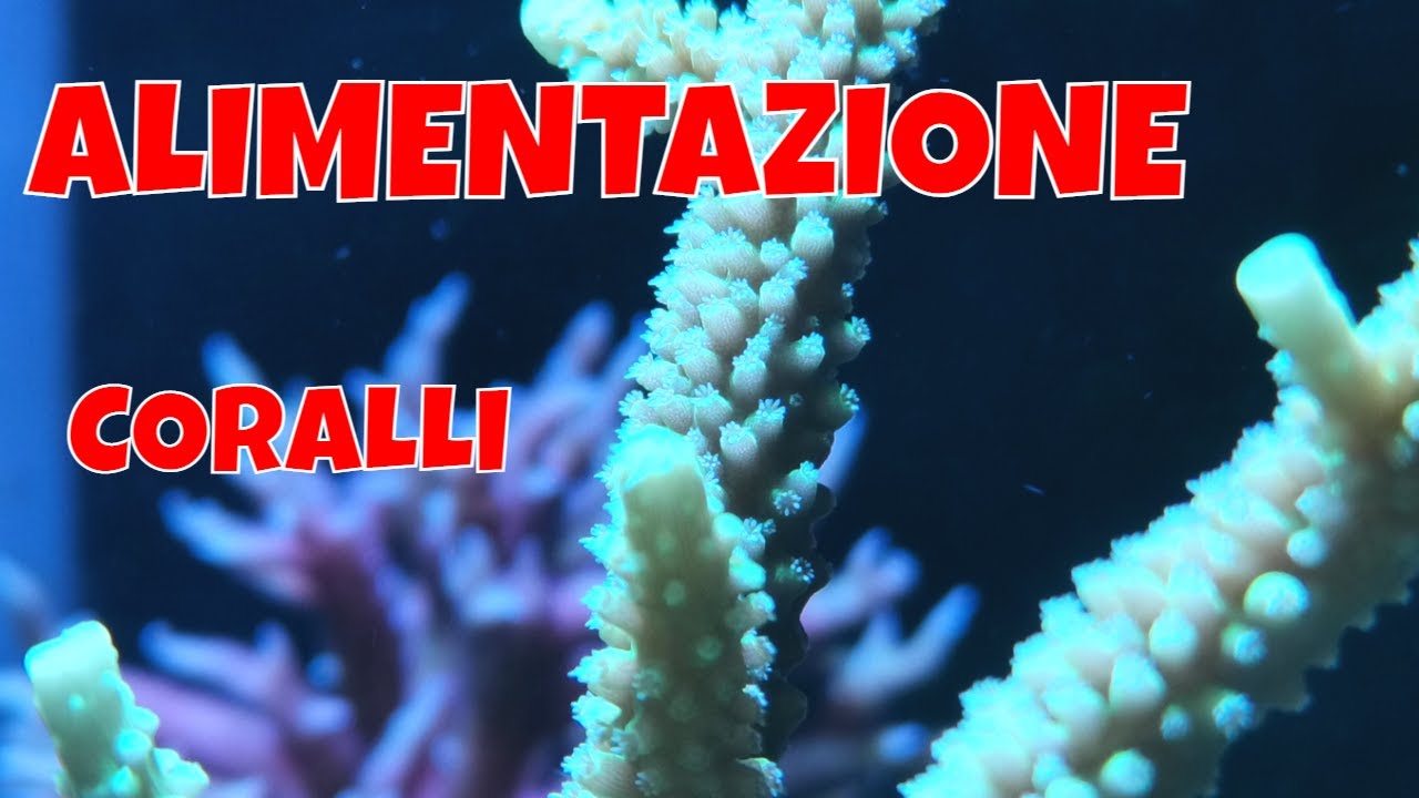 Alimentazione CORALLI Acquario Marino
