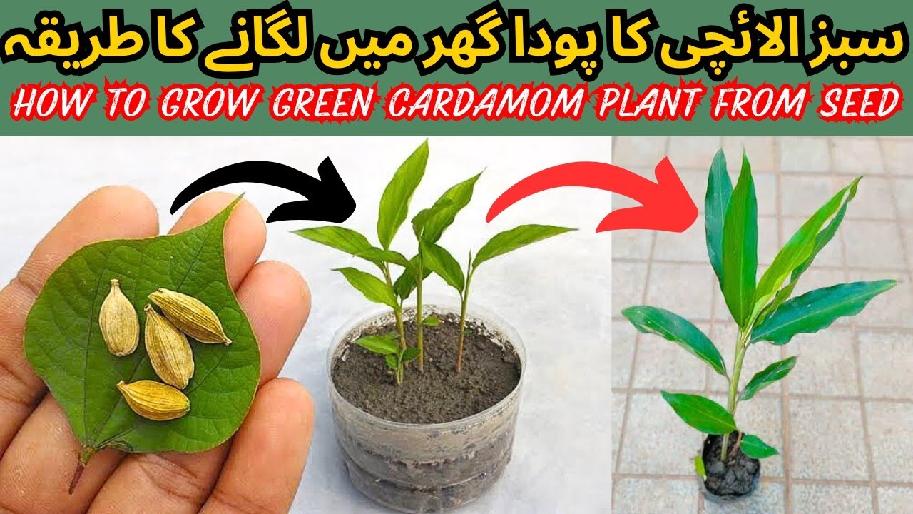 How To Grow Green Cardamom Plant From Seed At Home. سبز الائچی کا پودا گھر میں لگانے کا طریقہ ۔