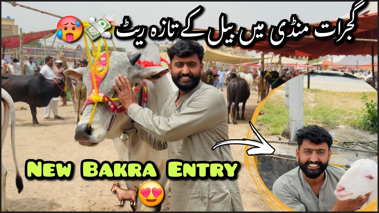 Gujrat mandi ma qurbani waly janwarun k taza raits😍|mandi boht garm🥵|منڈی سے بکرا بھی لے اے