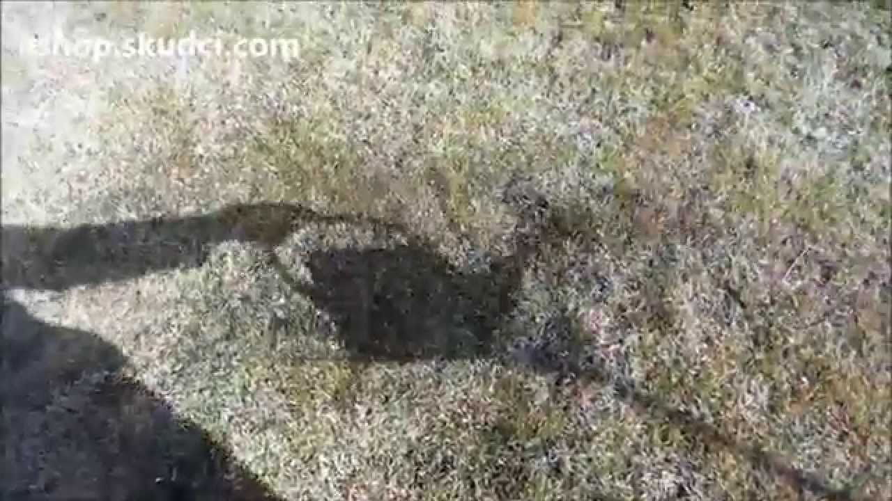 zelena skalice proti mechu v trávníku