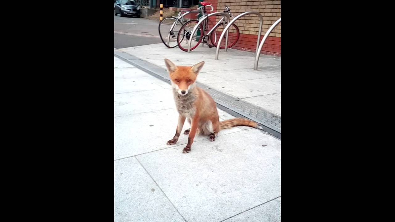 Fox attack in London...