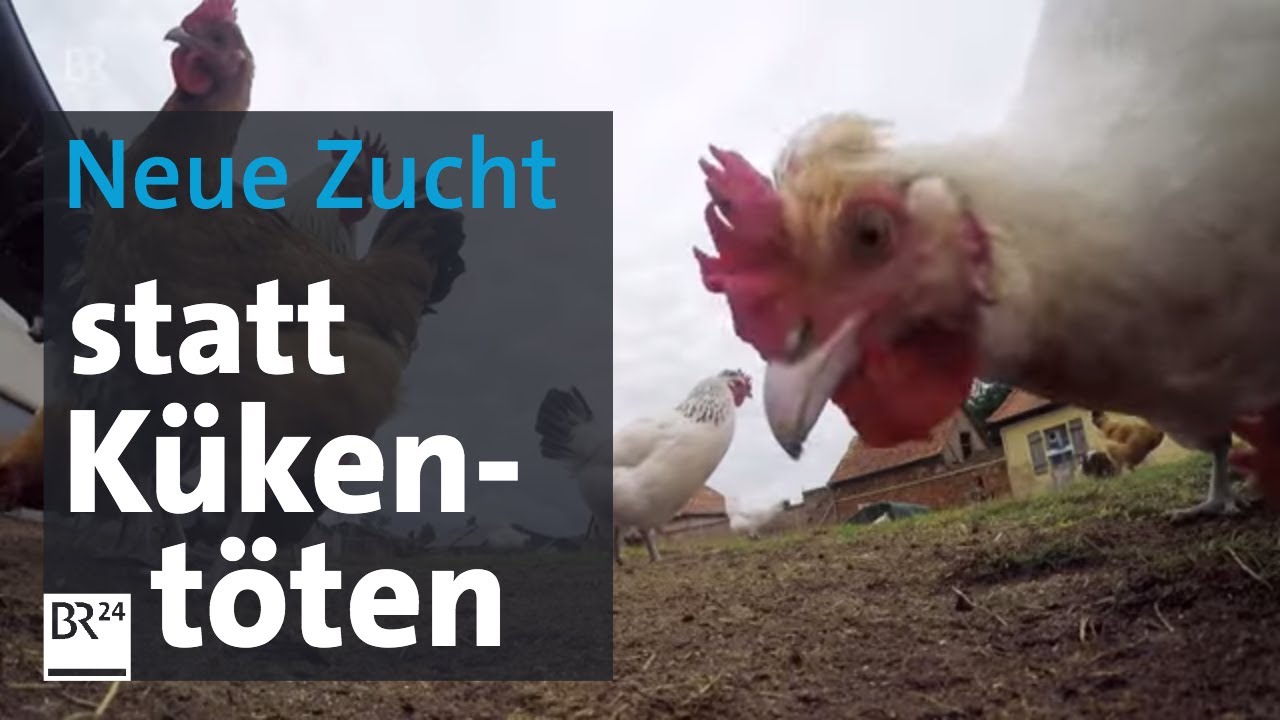 Neue Hühner-Rasse: Eier und Fleisch vom Triesdorfer Landhuhn | Abendschau | BR24